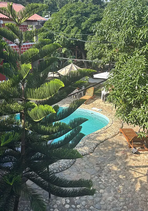 Pine Trees Next To A Swimming Pool